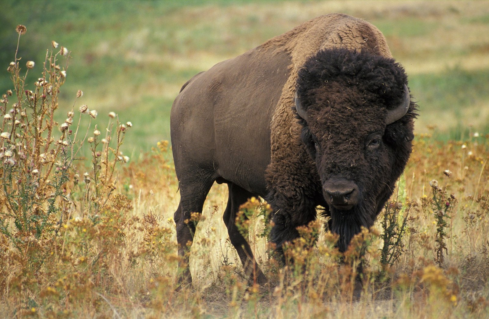 -M-PowerMen Ranch -Bison