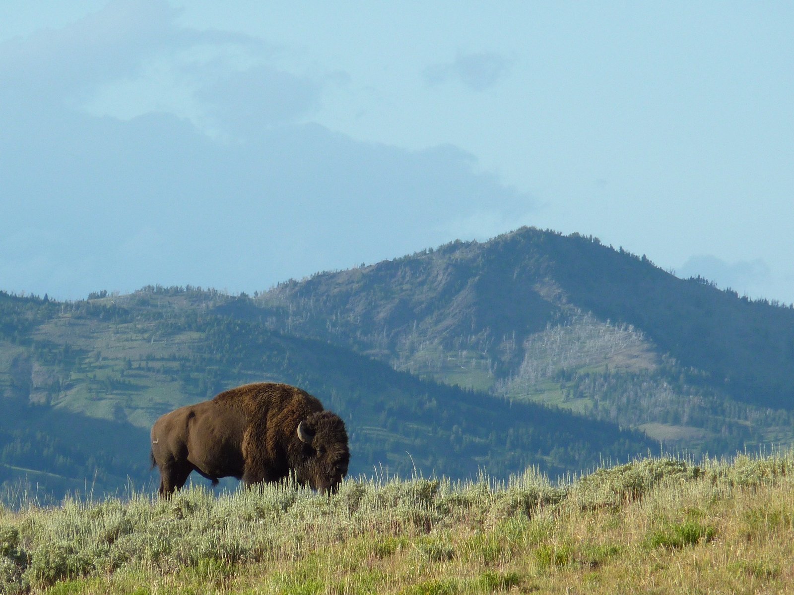 -M-PowerMen Aviation & Bison Ranch